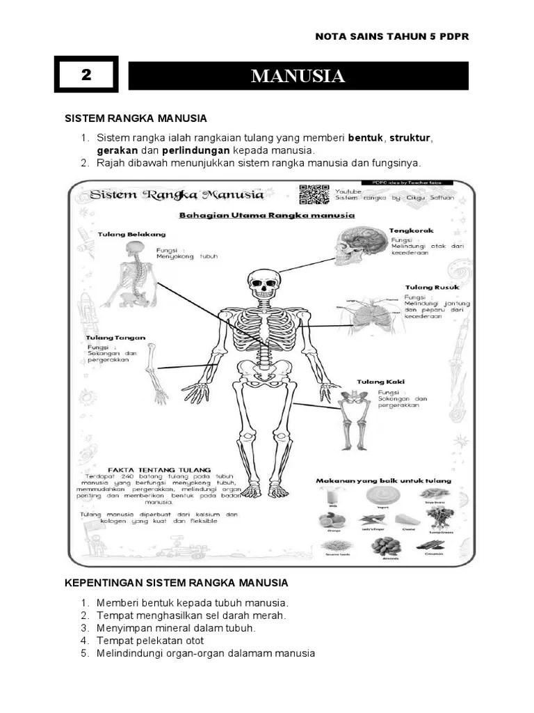 Video pembelajaran ini mengenai topik kepentingan sistem rangka manusia dalam silibus sains tahun 5 kssr semakan. Sistem Rangka Manusia Pdf