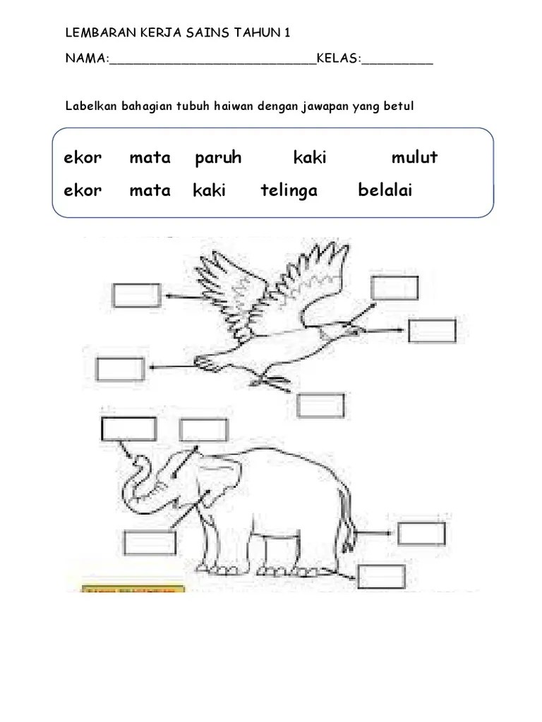 Rupanya seperti kucing tetapi tubuhnya besar sedikit, berekor panjang dan. Lembaran Kerja Sains Tahun 1 Pdf