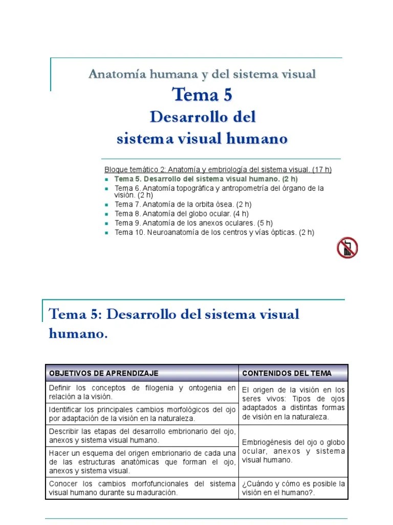 Desarrollo Sistema Visual | PDF | Ojo | Percepción Visual