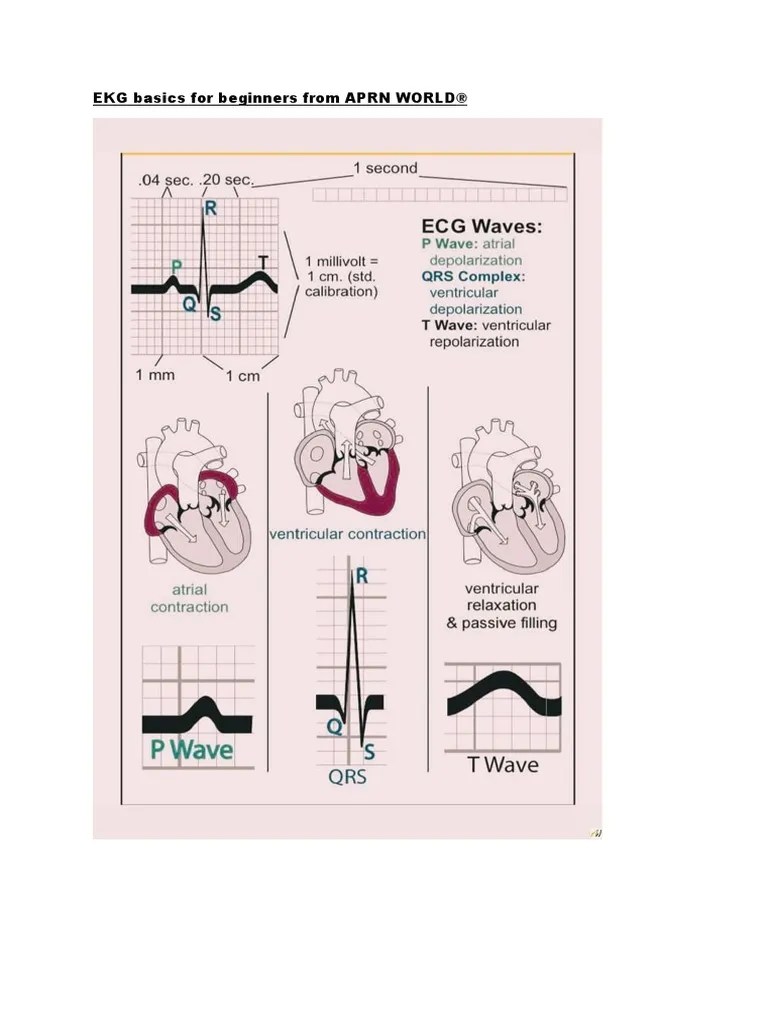 ECG Basics For Beginners! | PDF