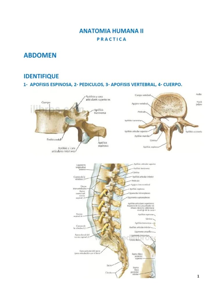 Manual De Practica De Anatomia II (Abdomen, Pelvis_periné Y Miembro Inferior) | PDF | Riñón | Hígado