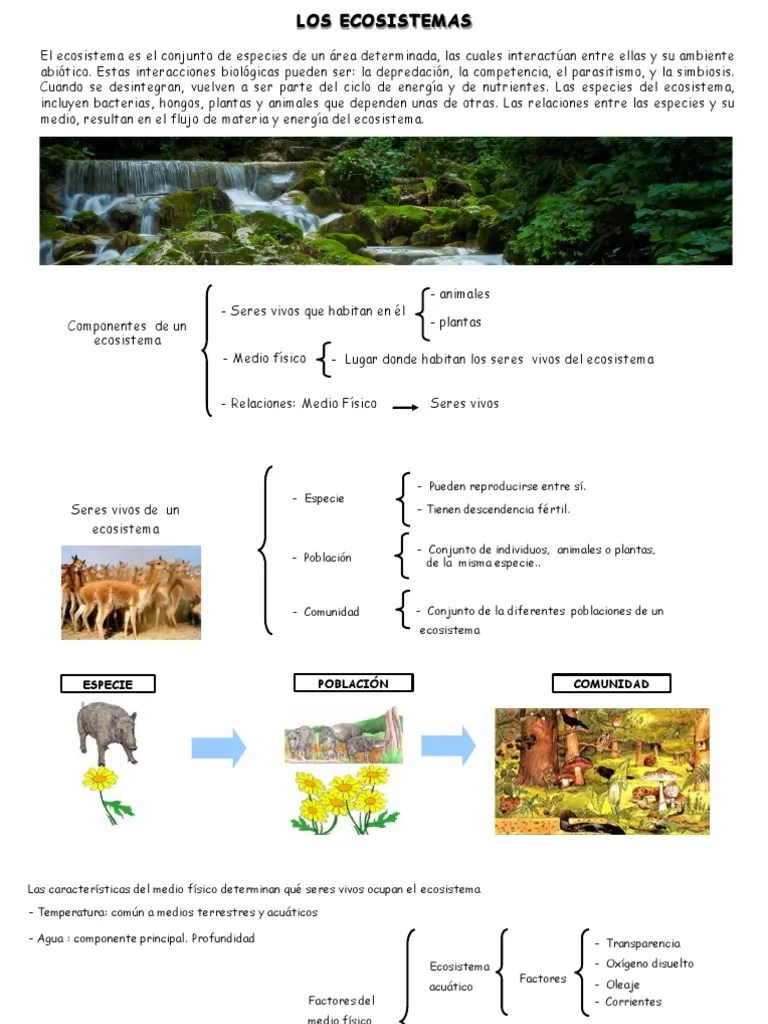 Los Ecosistemas | PDF | Ecosistema | Plantas