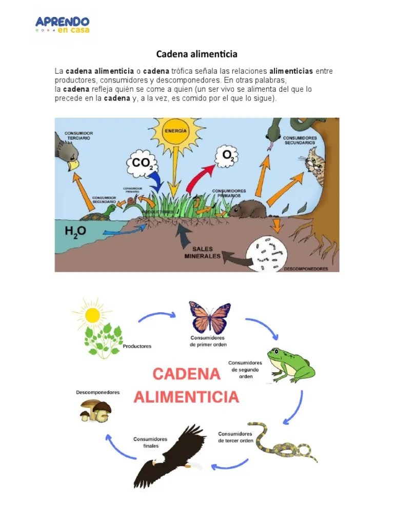 Cadena Alimenticia Y Ecosistema | PDF | Ecología De Sistemas ...