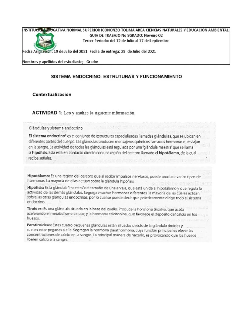 Guia #8 Sistema Endocrino Noveno Grado | PDF