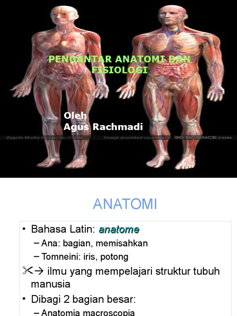 Pengantar Anatomi Fisiologi | PDF