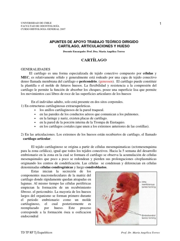 Cartílago, Articulaciones Y Hueso | PDF | Cartílago | Hueso