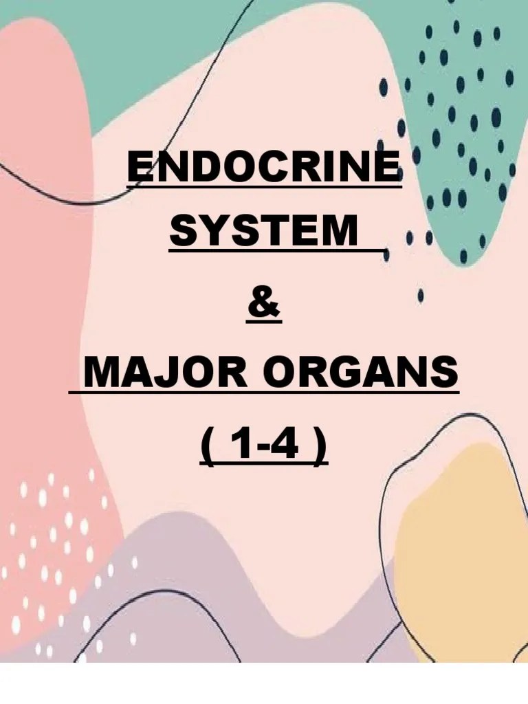 Endocrine System & Major Organs (1-4) | PDF | Endocrine System | Human Body