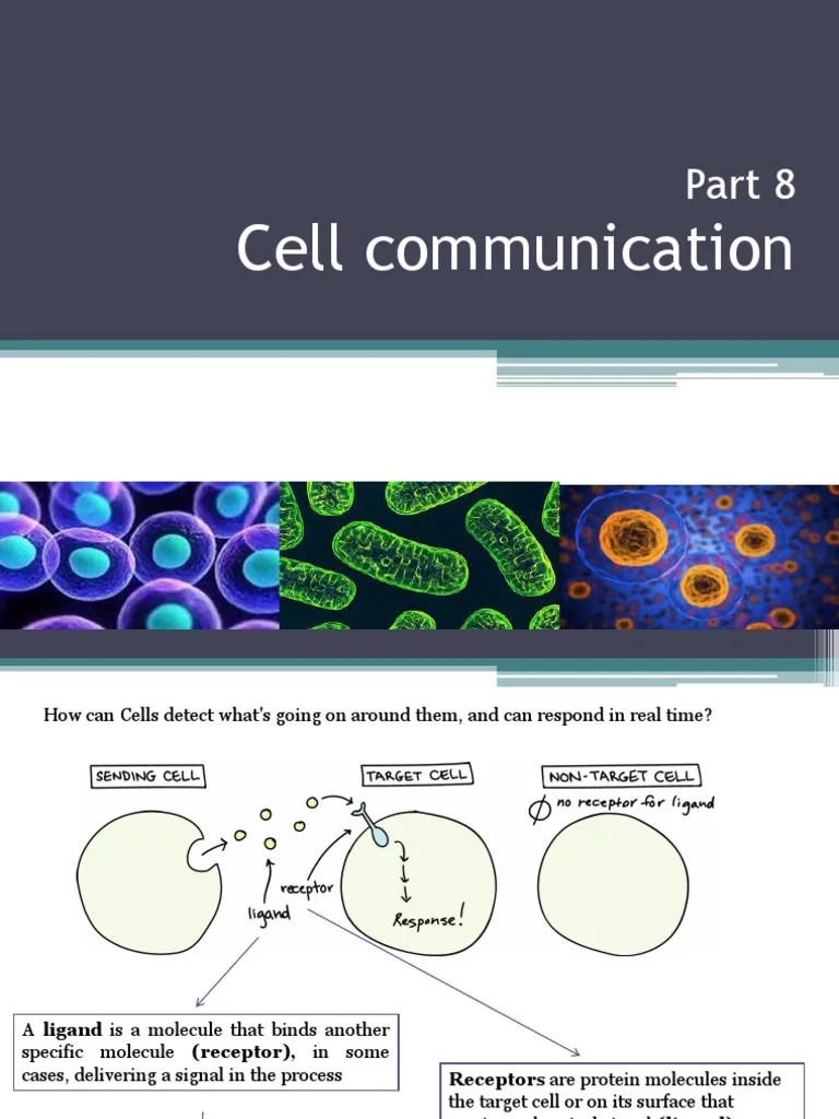 Bio-Lecture 8 - Cell Comunication | PDF | Signal Transduction | Cell ...