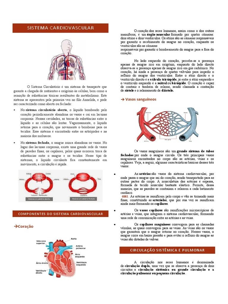Sistema Cardiovascular Resumo | PDF | Sistema Circulatório | Coração