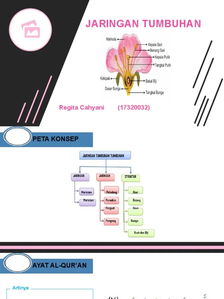 Jaringan Tumbuhan | PDF