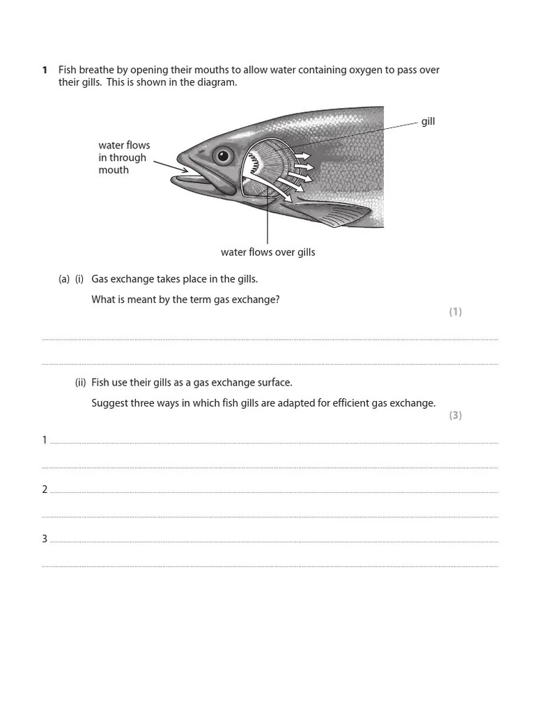 Worksheet-2 respiration & breathing