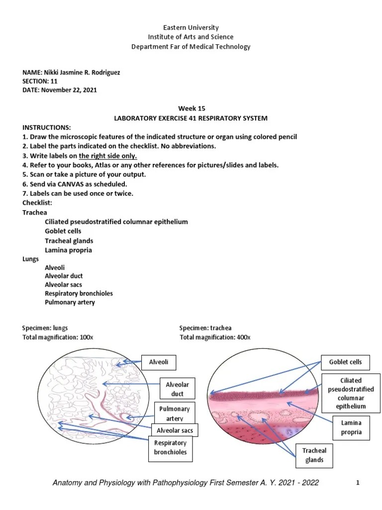 Laboratory Exercise 41 Respiratory System | PDF | Lung | Respiratory System