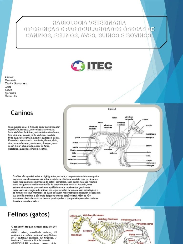 Anatomia Óssea Veterinaria | PDF | Bovídeos | Osso