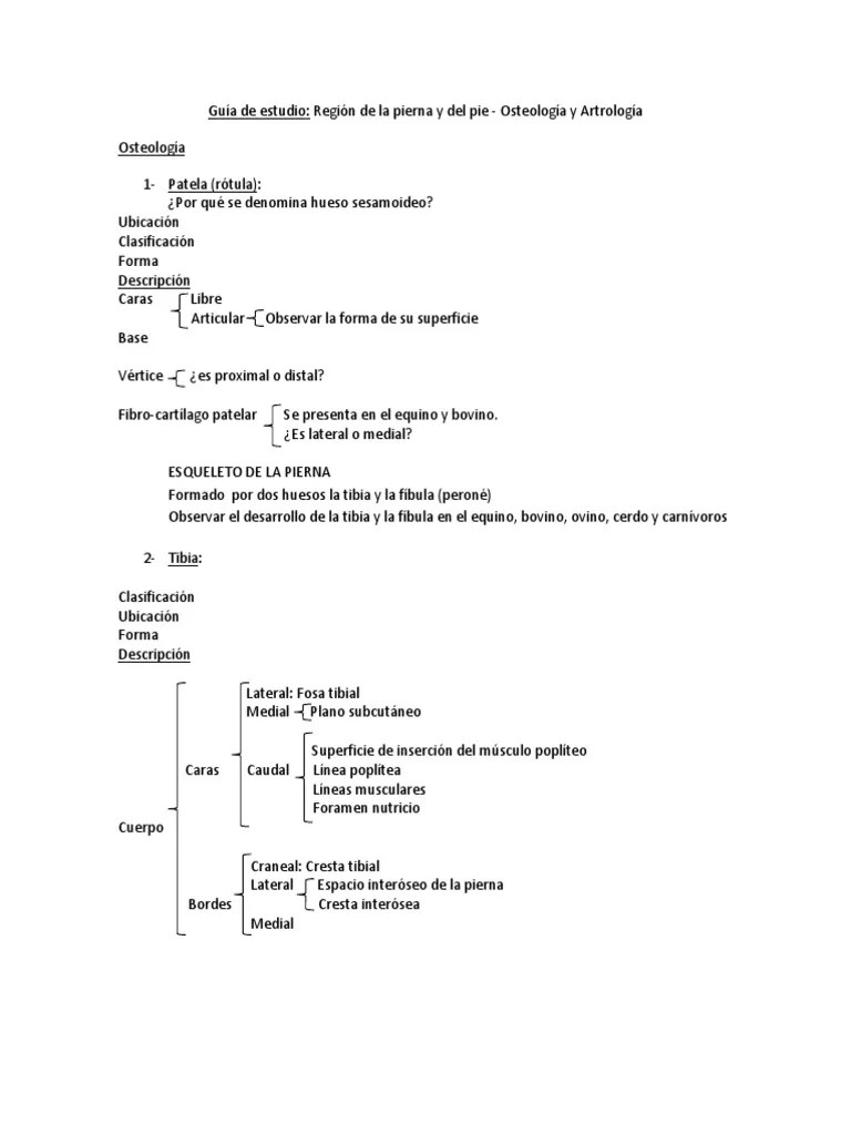 12 - Pierna Y El Pie - Osteología Y Artrología | PDF | Sistema Musculoesquelético | Articulación