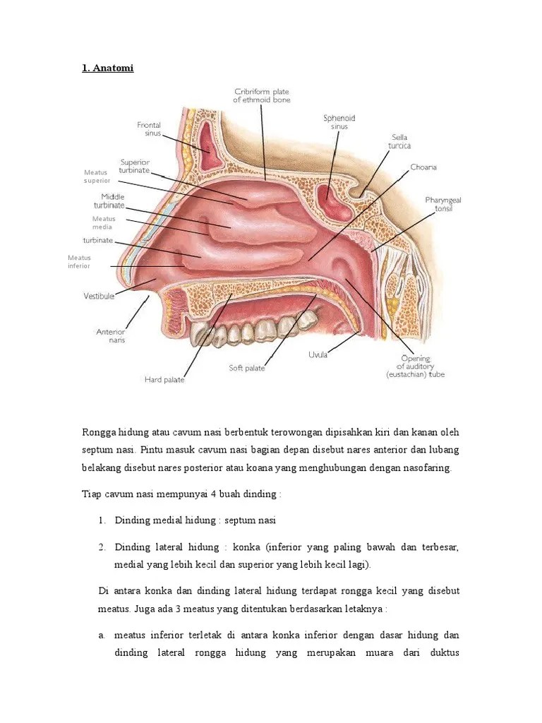 Paranasal Sinus | PDF