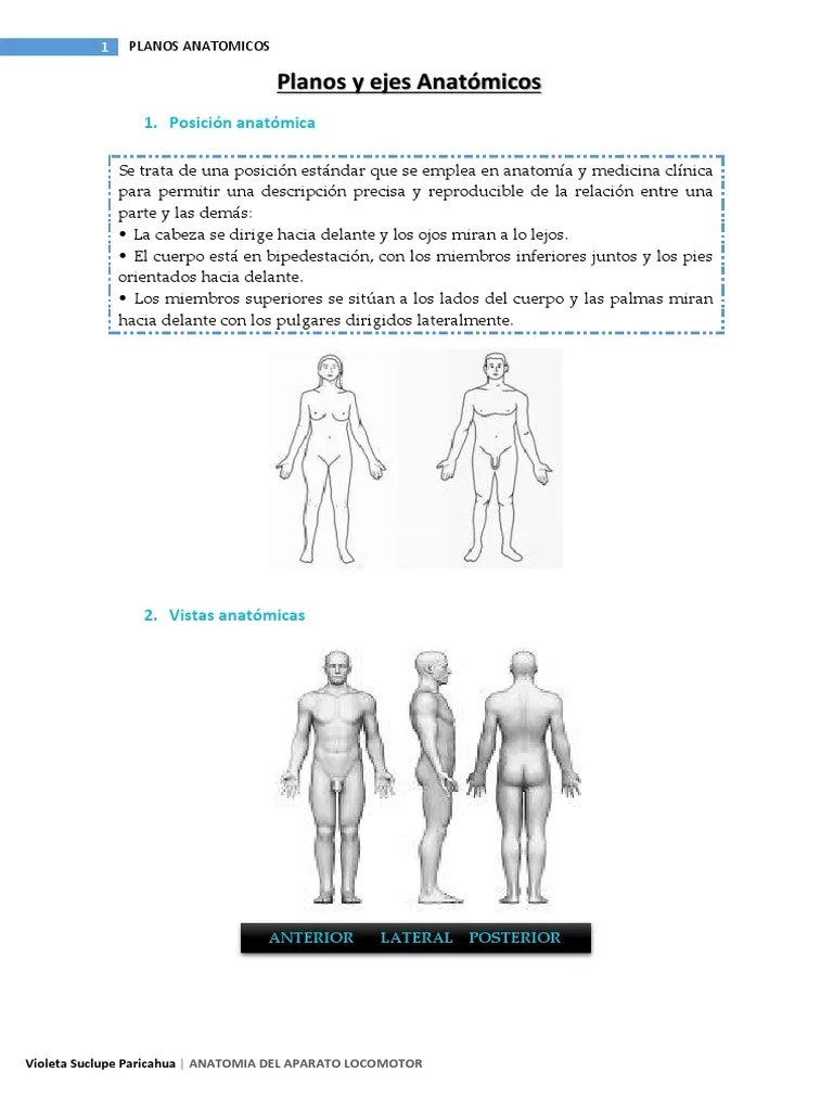 Planos Y Ejes Anatomicos | PDF | Términos Anatómicos De Ubicación