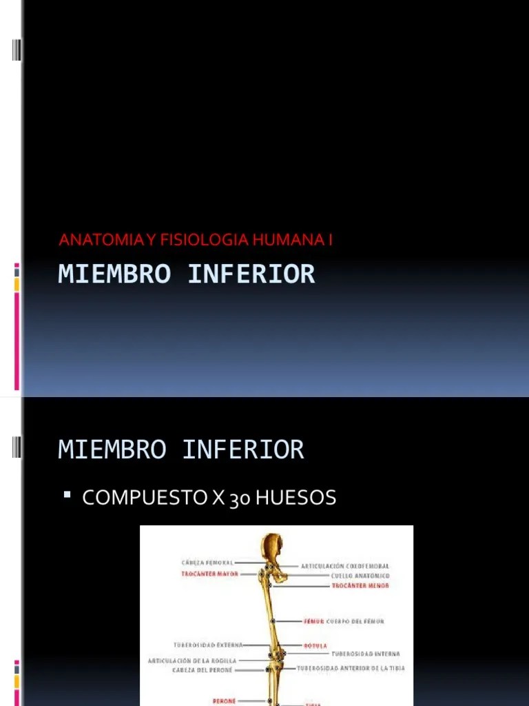 Huesos Del Miembro Inferior | PDF | Sistema Esquelético | Sistema Musculoesquelético