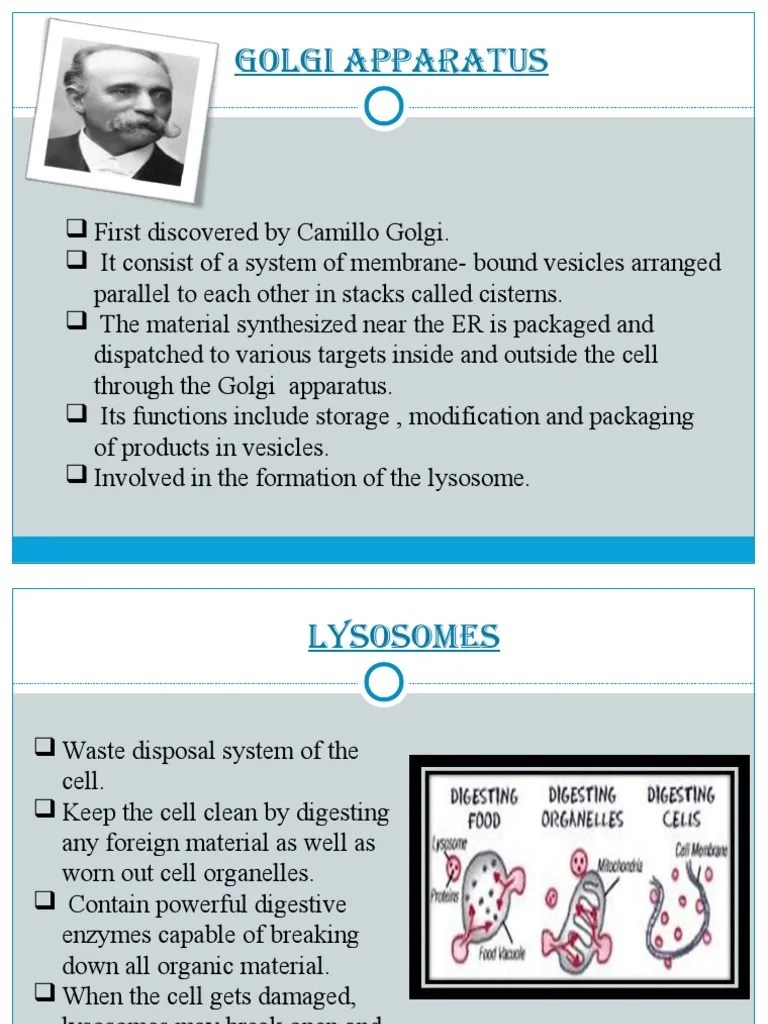 Cell 7 | PDF | Cell (Biology) | Vacuole