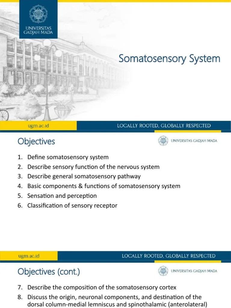 Somatosensory System | PDF | Somatosensory System | Senses