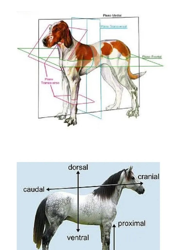 Planos Anatomicos | PDF