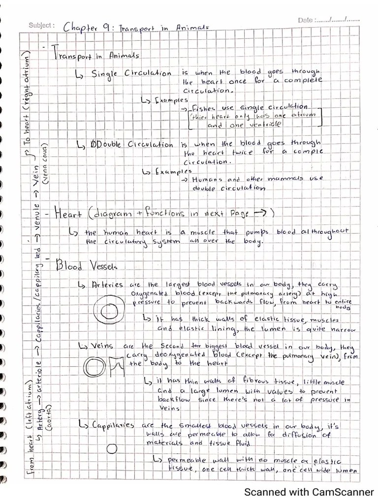 Biology IGCSE Chapter 9 - Transport In Animals | PDF