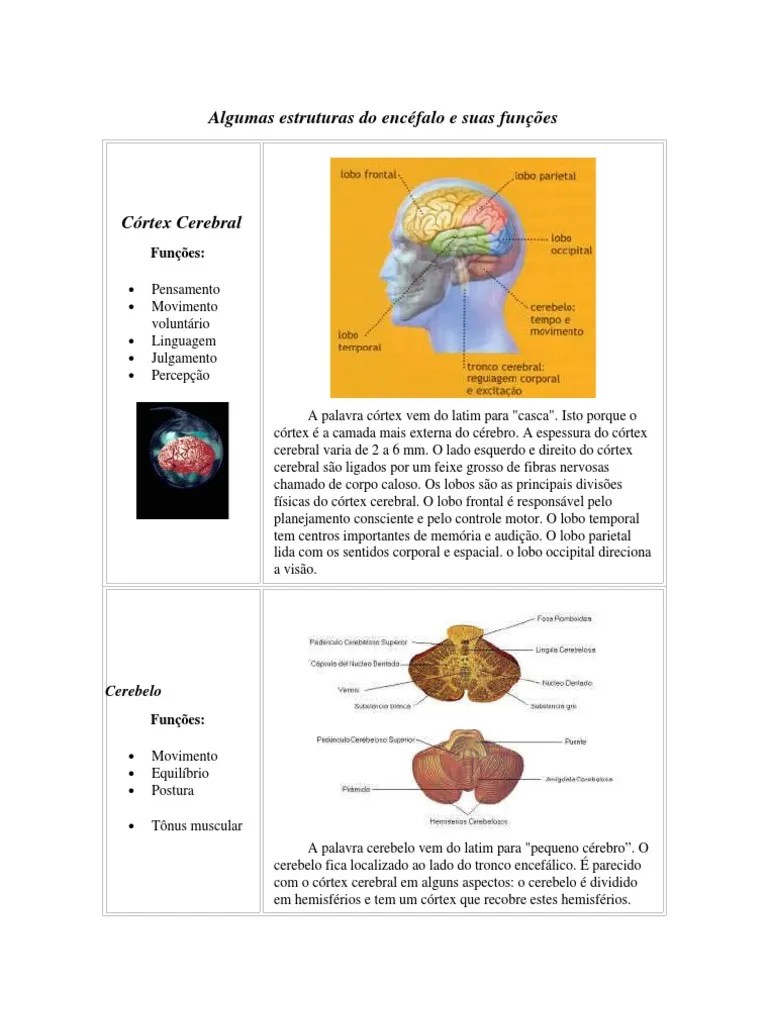 Algumas Estruturas Do Encéfalo E Suas Funções | Telencéfalo | Cerebelo