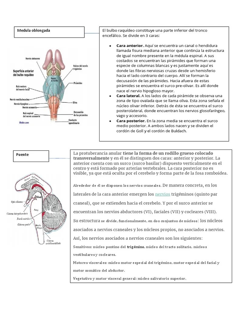 Anatomia Del Tronco Encefalico, DiegoAlbán | PDF | Tronco Encefálico ...