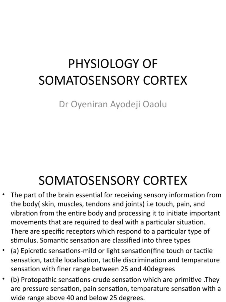 Physiology Of Somatosensory Cortex | PDF | Thalamus | Somatosensory System