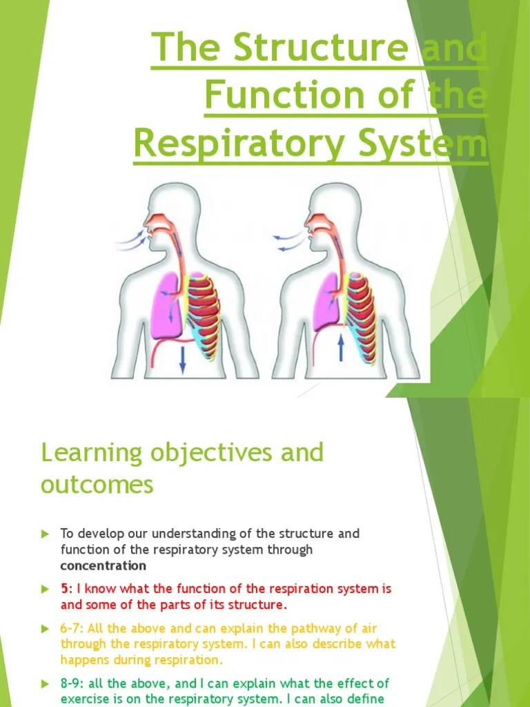 The Structure And Function Of The Respiratory System | PDF | Respiratory Tract | Respiratory System
