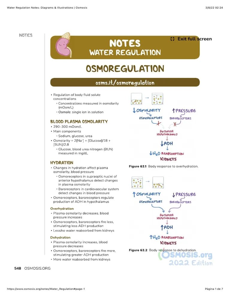 Water Regulation Notes: Diagrams & Illustrations - Osmosis | PDF