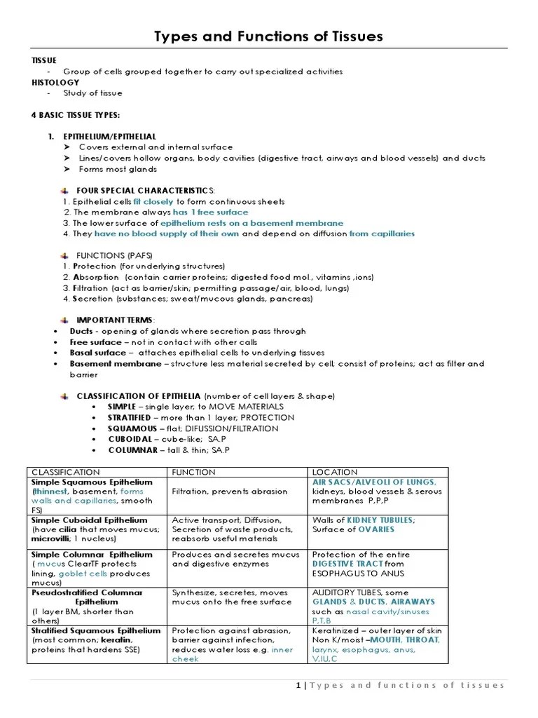 The Comprehensive Guide To Tissues: Exploring The Four Main Tissue ...