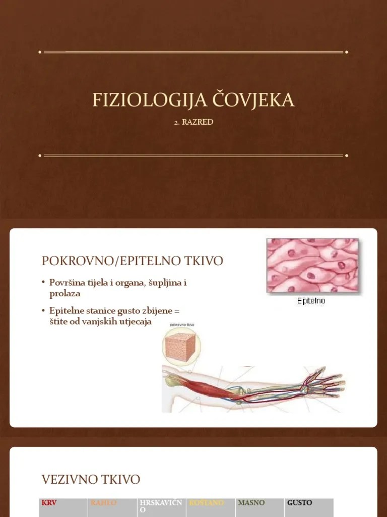 Fiziologija Covjeka | PDF
