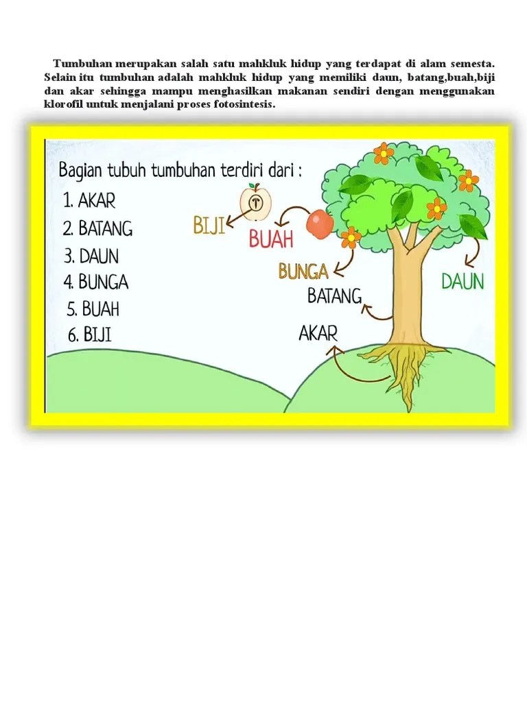 BAGIAN TUMBUH TUMBUHAN DAN FUNGSINYa 332323 | PDF
