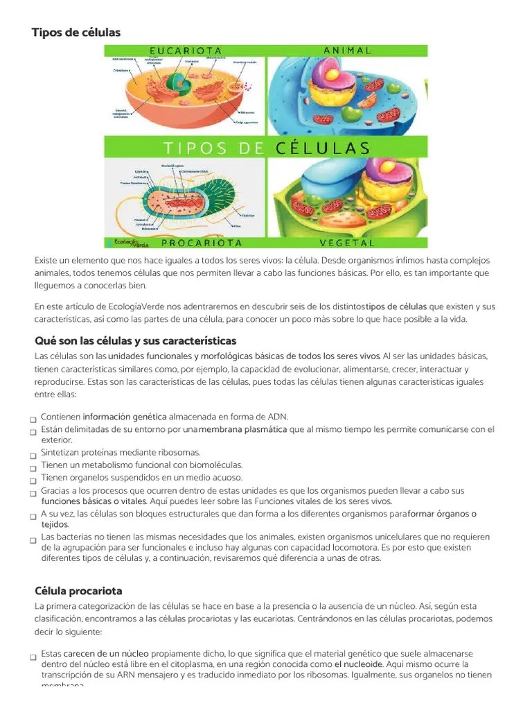 Tipos De Células | PDF | Biología Celular) | Organismos