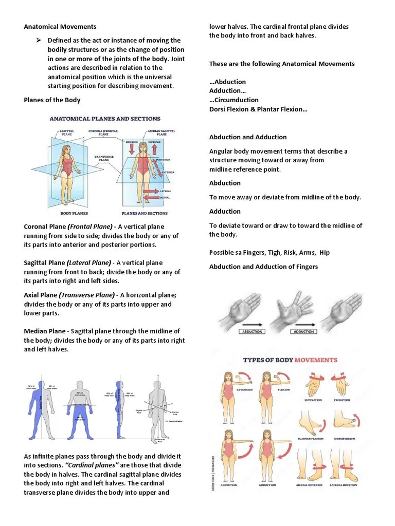 Anatomical Movements | PDF | Anatomical Terms Of Motion | Human Anatomy