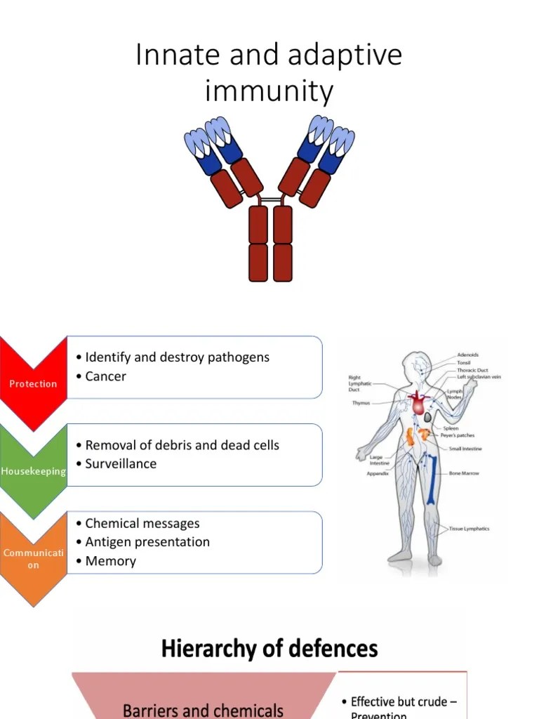 Adaptive And Innate Immunity | PDF | Immune System | Innate Immune System