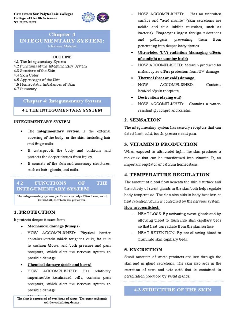 INTEGUMENTARY SYSTEM - Review Material | PDF | Epidermis | Skin