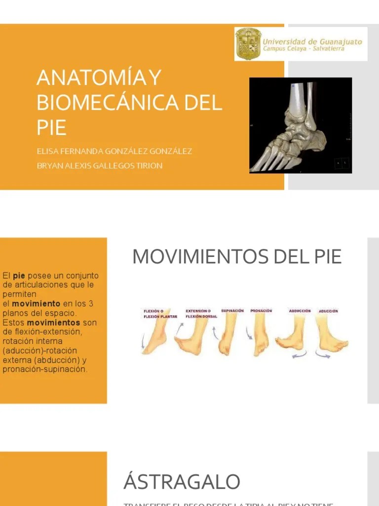 Anatomia Y Biomecanica Del Pie | PDF | Tobillo | Pie