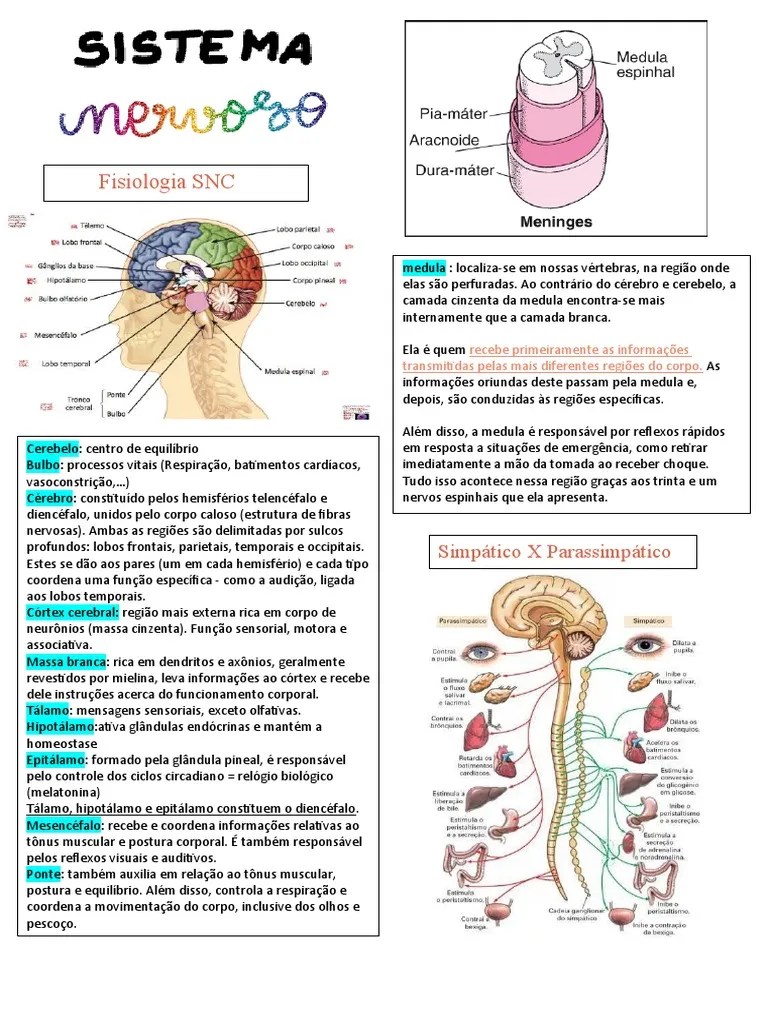 Sistema Nervoso | PDF | Cérebro | Neuroanatomia