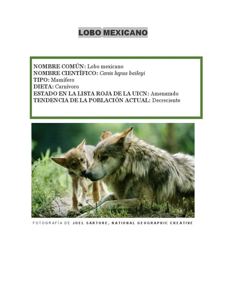Lobo Mexicano | PDF | Mamíferos