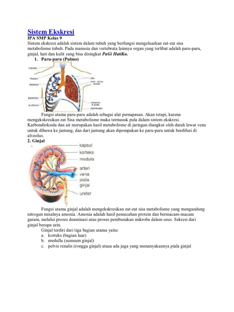 Sistem Ekskresi Manusia | PDF