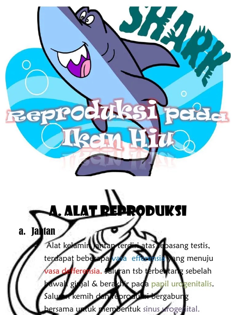 Reproduksi Ikan Hiu