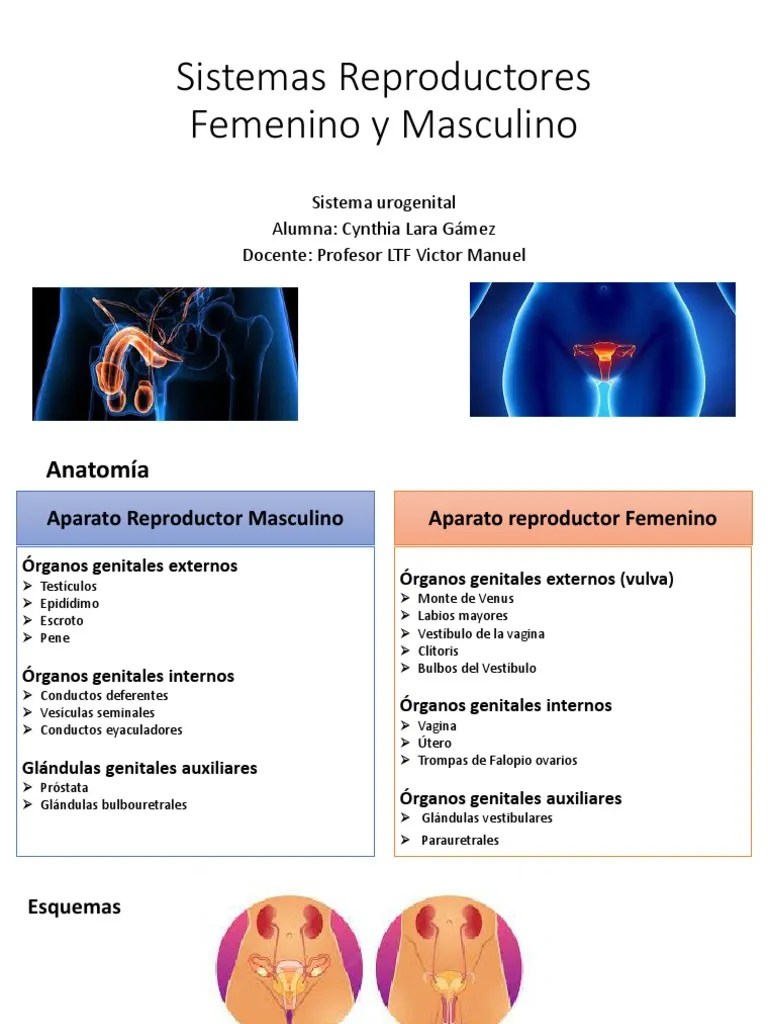 Sistemas Reproductores Femenino Y Masculino | PDF | Vagina | Sistema ...