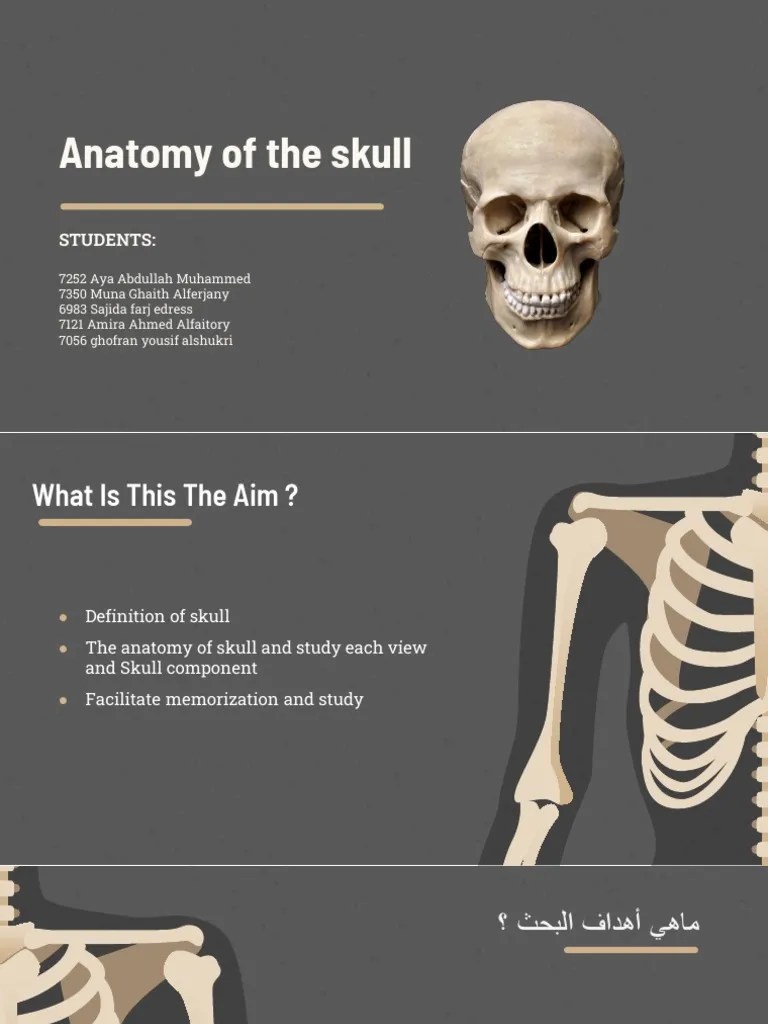 Anatomy Of The Skull | PDF | Skull | Anatomy