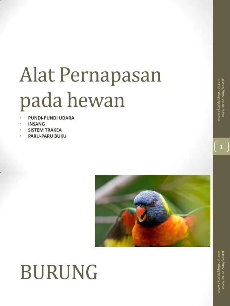 3 Insang Pundi Trakea Paru Buku