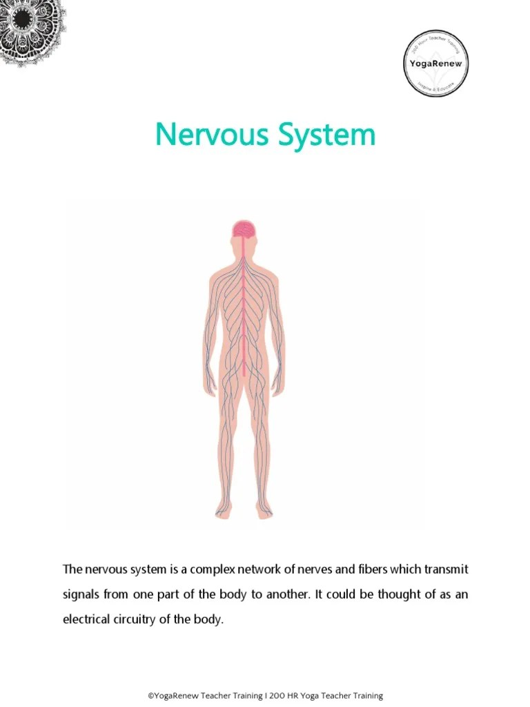 Nervous System Quick Reference | PDF | Nervous System | Central Nervous ...