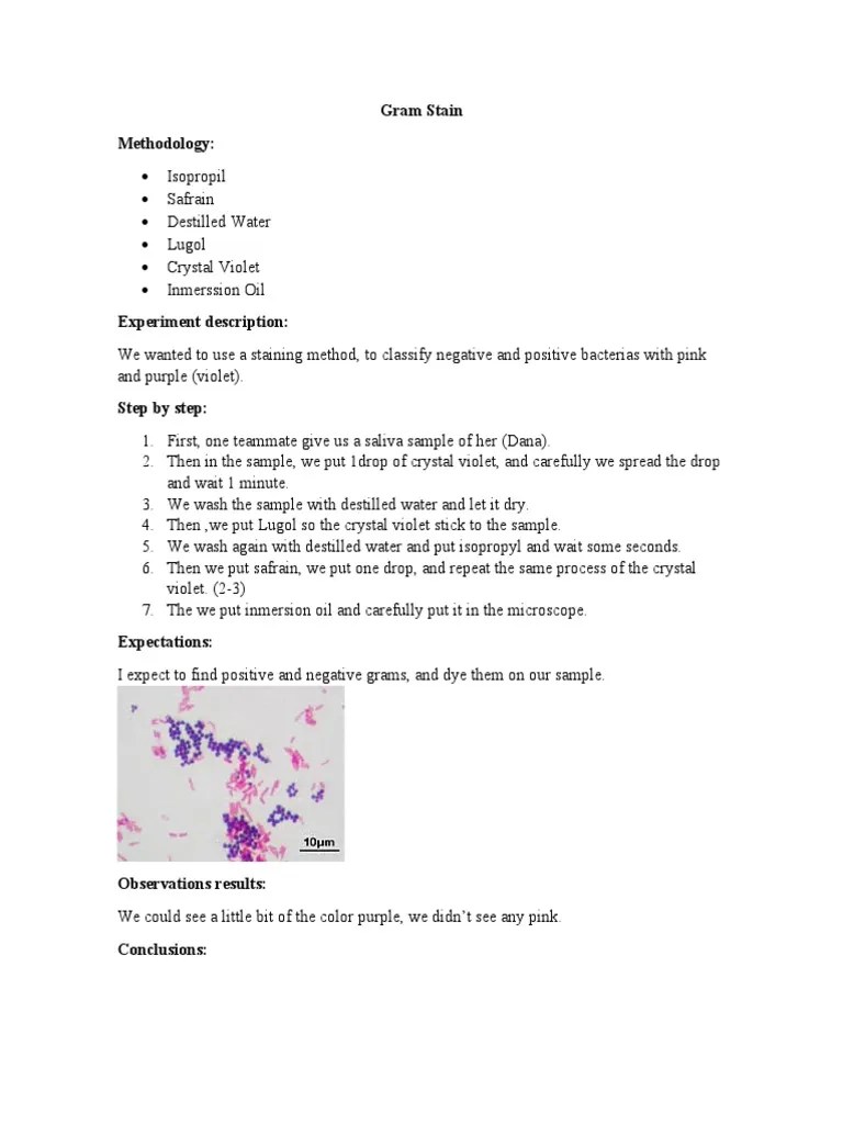 Gram Stain Lab Report | PDF