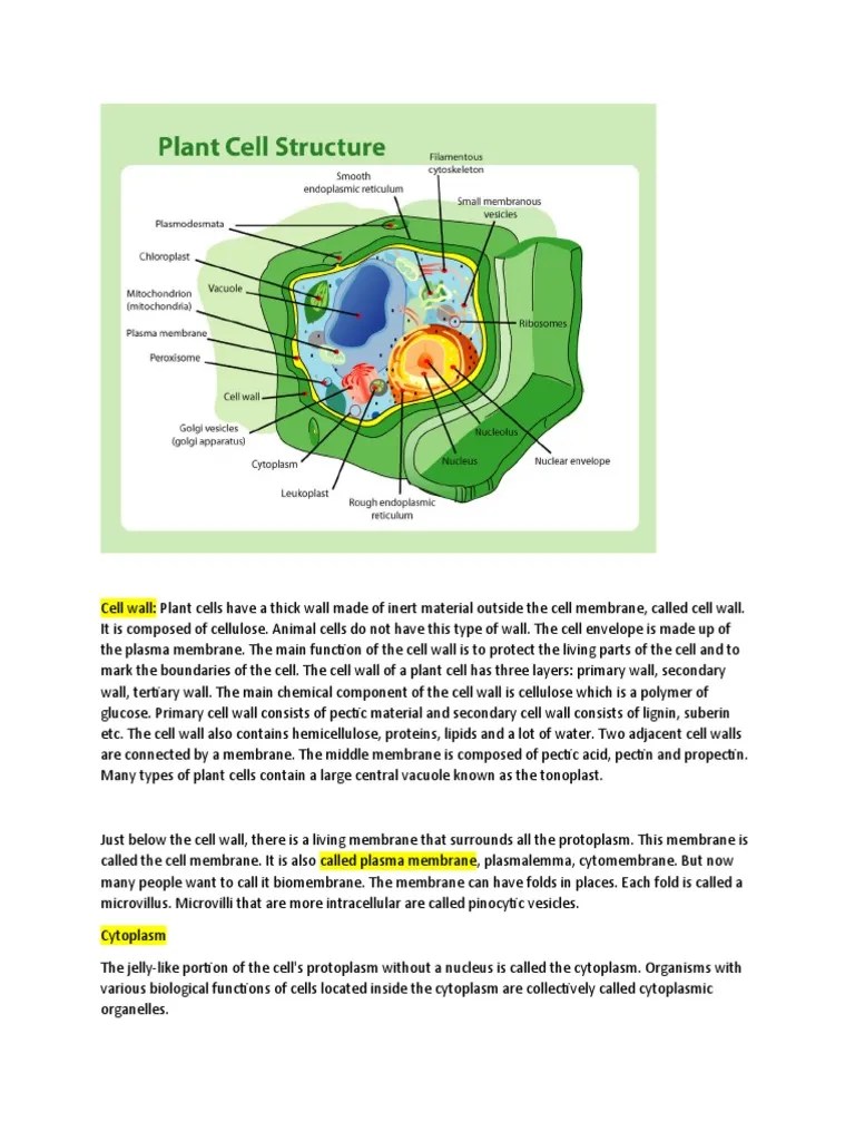 Cell Wall | PDF | Chloroplast | Cell (Biology)