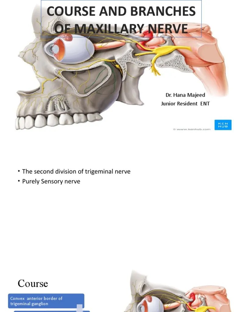 Maxillary Nerve | PDF | Human Head And Neck | Human Anatomy