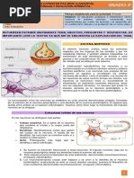 Anatomía Del Encéfalo, Médula Y Todo El Sistema Nervioso - Kenhub | PDF ...